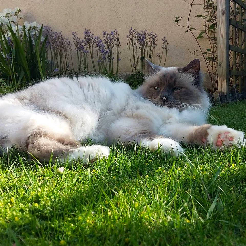 Mitsou a rejoint le concours — aidez-le/la à gagner de superbes lots ! asian_semi_longhair, birman, british_longhair, british_semi_longhair, carnivore, cat, domestic_long_haired_cat, eye, felidae, fur, grass, iris, mammal, persian, plant, ragamuffin, ragdoll, siberian, small_to_medium_sized_cats, whiskers