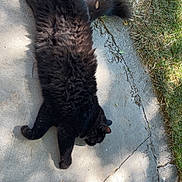 Scar joined the competition — help win amazing prizes! black_cat, cat, fluffy, outdoor, sunlight, concrete, grass, shadow, relaxed, pet, animal, nature, paw, tail, sidewalk, summer, resting, feline, daytime, quiet