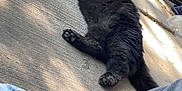 Scar is registered to the contest to win money with this photo: black_cat, cat, feline, pet, animal, outdoor, concrete_floor, sunlight, shadow, fur, relaxing, lying_down, paw, tail, casual_clothing, jeans, shirt, human_legs, resting, daylight