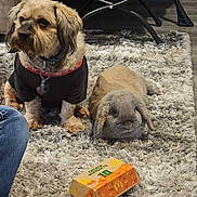 Cubby joined the competition — help win amazing prizes! dog, rabbit, indoor, carpet, furniture, animal, pet, small_dog, lop_ear_rabbit, box, chicken_nuggets, black_shirt, floor, cozy, relaxed, waiting, companion, cute, fluffy, friendly