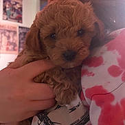 Rain joined the competition — help win amazing prizes! puppy, dog, close_up, curly_fur, brown_fur, hand, person, tie_dye, shirt, indoor, wall, poster, soft_light, cute, pet, animal, face, small_dog, holding, cozy