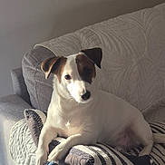 Nalla participe au concours pour gagner de l'argent avec cette photo : dog, puppy, pet, animal, indoors, living_room, couch, blanket, cushion, sitting, lying_down, white_fur, brown_patches, floppy_ears, short_hair, portrait, sunlight, cozy, home, adorable