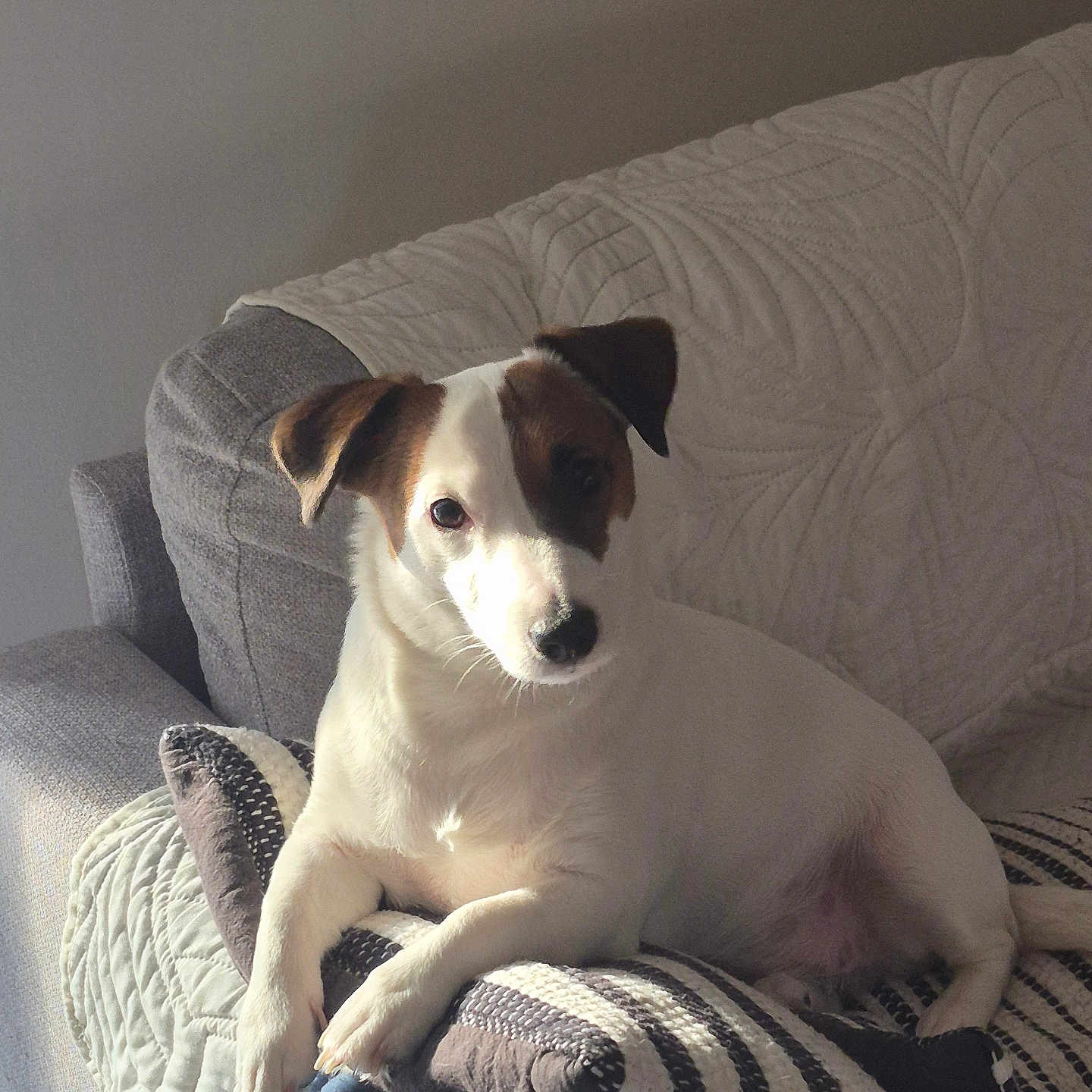 Nalla participe au concours pour gagner de l'argent avec cette photo : dog, puppy, pet, animal, indoors, living_room, couch, blanket, cushion, sitting, lying_down, white_fur, brown_patches, floppy_ears, short_hair, portrait, sunlight, cozy, home, adorable