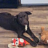 animal, black_dog, brown_eyes, cute, dog, domestic_animal, ears, flooring, fox_toy, indoor, looking_at_camera, lying_down, pet, playful, plush_toy, puppy, rope_toy, toy, white_patch, wooden_floor