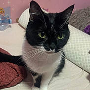 Perle a rejoint le concours — aidez-le/la à gagner de superbes lots ! cat, black_and_white, green_eyes, bed, blanket, pillow, pink_wall, cinderella_stickers, whimsical, indoor, pet, feline, fur, curious, sitting, cozy, cute, domestic_animal, whiskers, ears