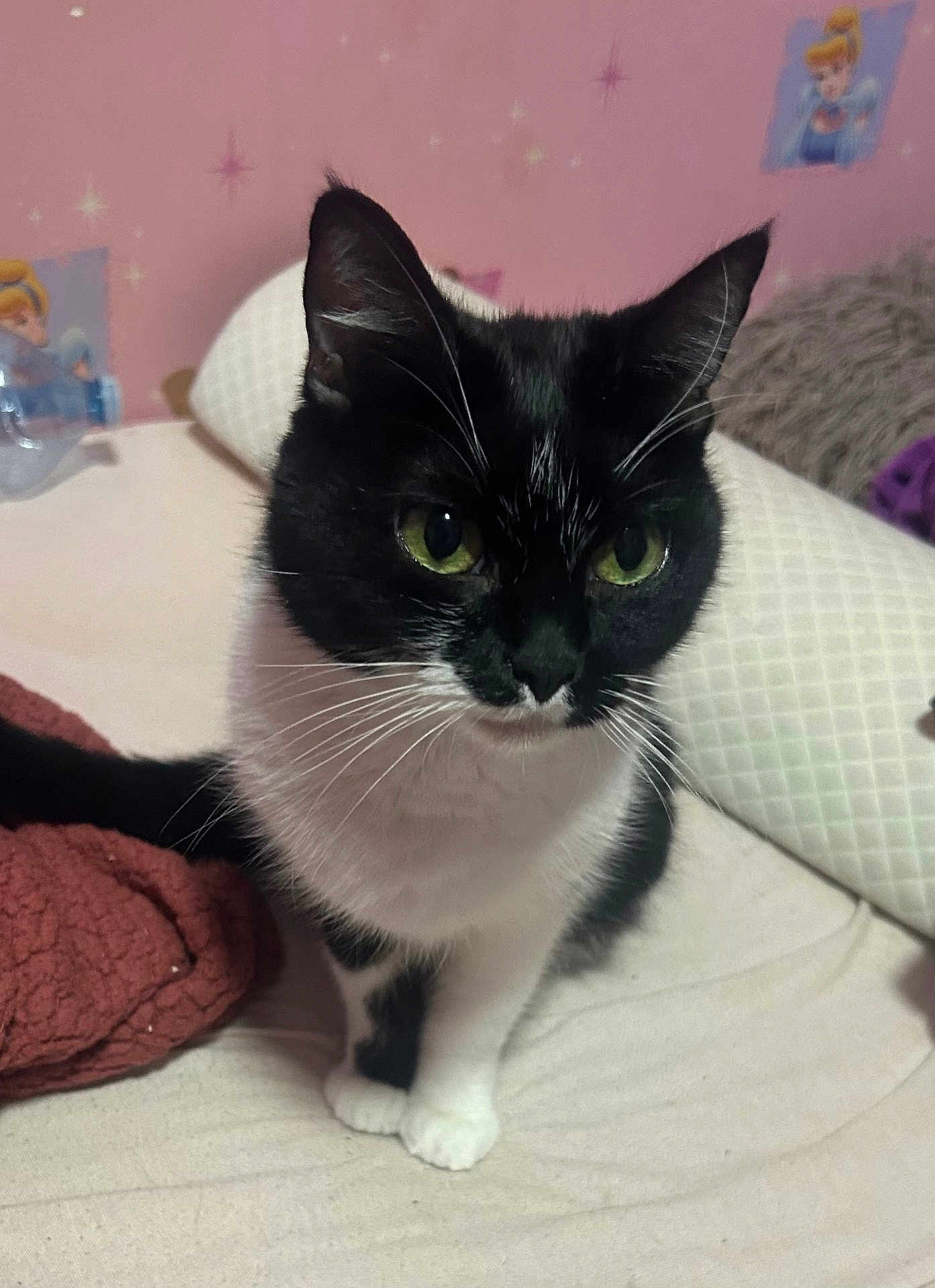 Perle a rejoint le concours — aidez-le/la à gagner de superbes lots ! cat, black_and_white, green_eyes, bed, blanket, pillow, pink_wall, cinderella_stickers, whimsical, indoor, pet, feline, fur, curious, sitting, cozy, cute, domestic_animal, whiskers, ears