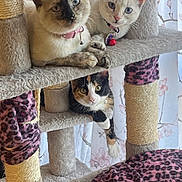 Musketeers is registered to the contest to win money with this photo: bell, calico, cat, cat_tree, cats, collar, cozy, curtain, feather_toy, indoor, kitten, multiple_animals, pet, plush, portrait, scratching_post, shelf, siamese_like, toy, whiskers