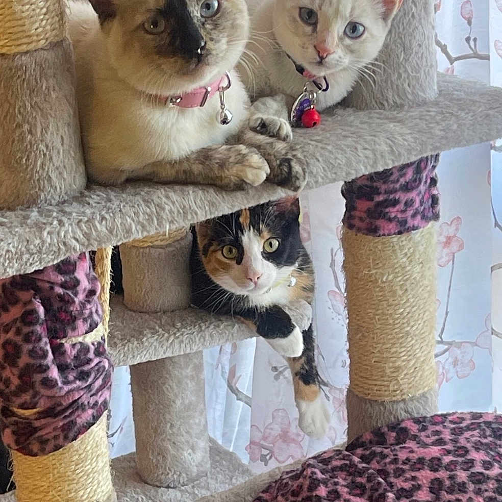 Musketeers is registered to the contest to win money with this photo: bell, calico, cat, cat_tree, cats, collar, cozy, curtain, feather_toy, indoor, kitten, multiple_animals, pet, plush, portrait, scratching_post, shelf, siamese_like, toy, whiskers