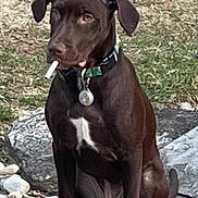 Murphy is registered to the contest to win money with this photo: animal, brown_dog, canine, cigarette, collar, dog, ears, fur, grass, ground, muzzle, nature, outdoor, pet, playful, portrait, rocks, sitting, white_marking, young_dog