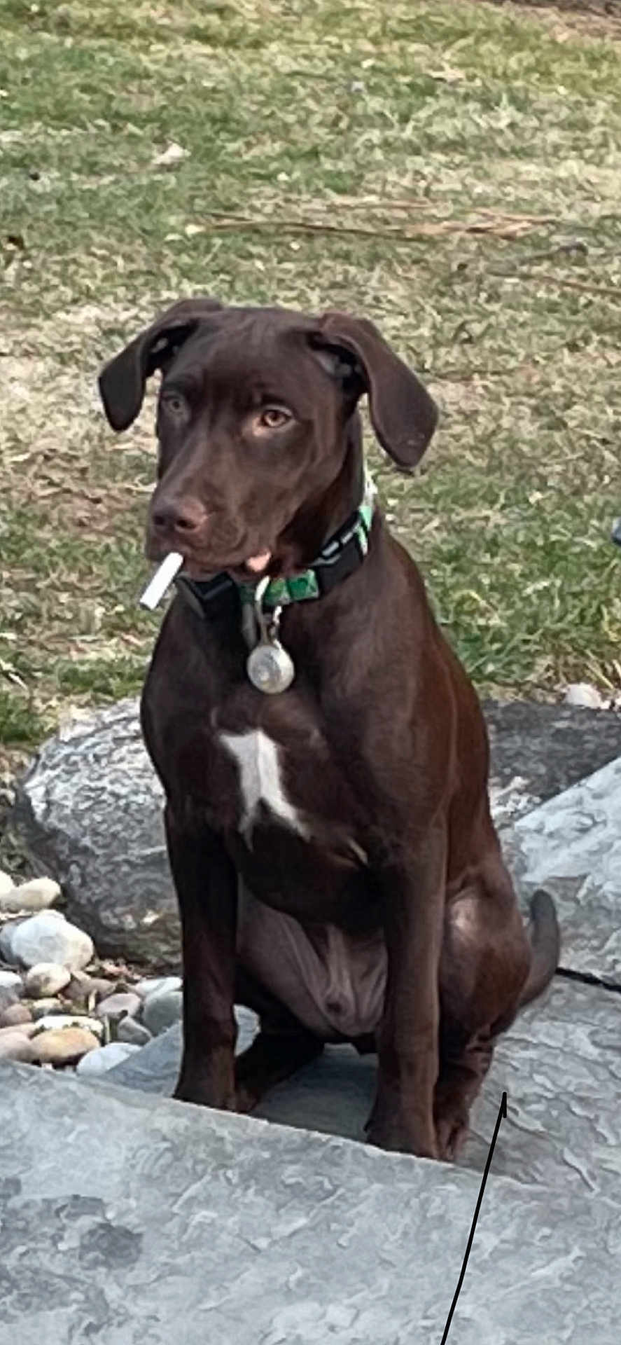 Murphy