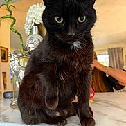 Peach is registered to the contest to win money with this photo: black_cat, cat, pet, animal, indoor, marble_countertop, yellow_eyes, feline, sitting, curious, whiskers, fur, domestic_cat, home, person_in_background, decor, plant, living_room, table, closeup