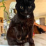 black_cat, cat, pet, animal, indoor, marble_countertop, yellow_eyes, feline, sitting, curious, whiskers, fur, domestic_cat, home, person_in_background, decor, plant, living_room, table, closeup