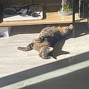 Mowgli participe au concours pour gagner de l'argent avec cette photo : cat, tabby_cat, sunlight, floor, wooden_floor, laptop, computer_mouse, power_adapter, cords, shelf, terrarium, buddha_statue, plants, wii_console, relaxation, pet, indoor, shadow, household, technology