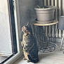 Mowgli participe au concours pour gagner de l'argent avec cette photo : cat, tabby, indoor, plant_pot, plant_stand, radiator, lamp, glass_door, floor, curious, pet, feline, window, home_interior, wood_floor, side_view, looking_out, domestic_animal, houseplant, quiet_moment