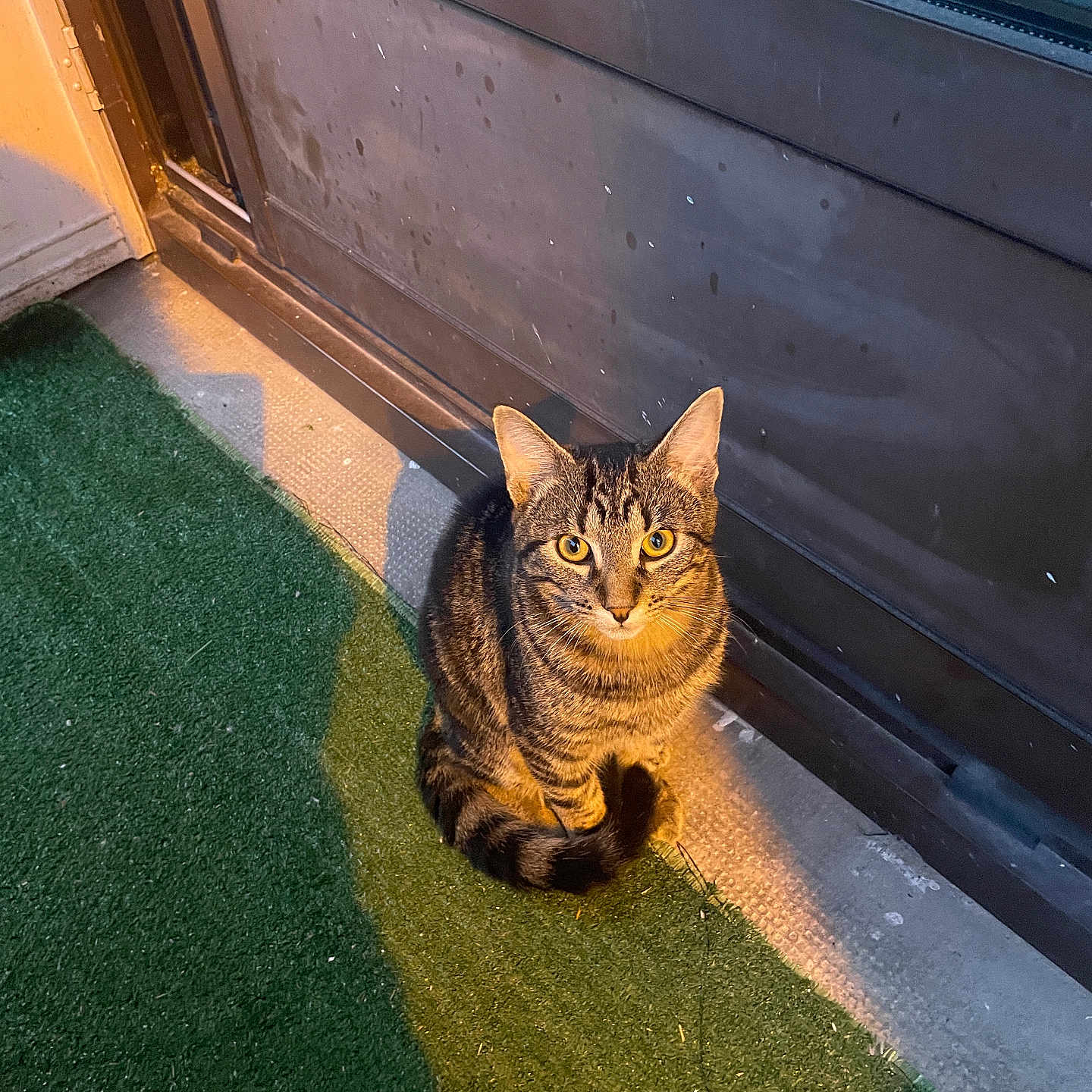 Mowgli a rejoint le concours — aidez-le/la à gagner de superbes lots ! animal, cat, curious, door, feline, floor, fur, green_carpet, indoor, light, looking_up, paws, pet, shadow, sitting, striped_fur, tabby_cat, tail, whiskers, yellow_eyes