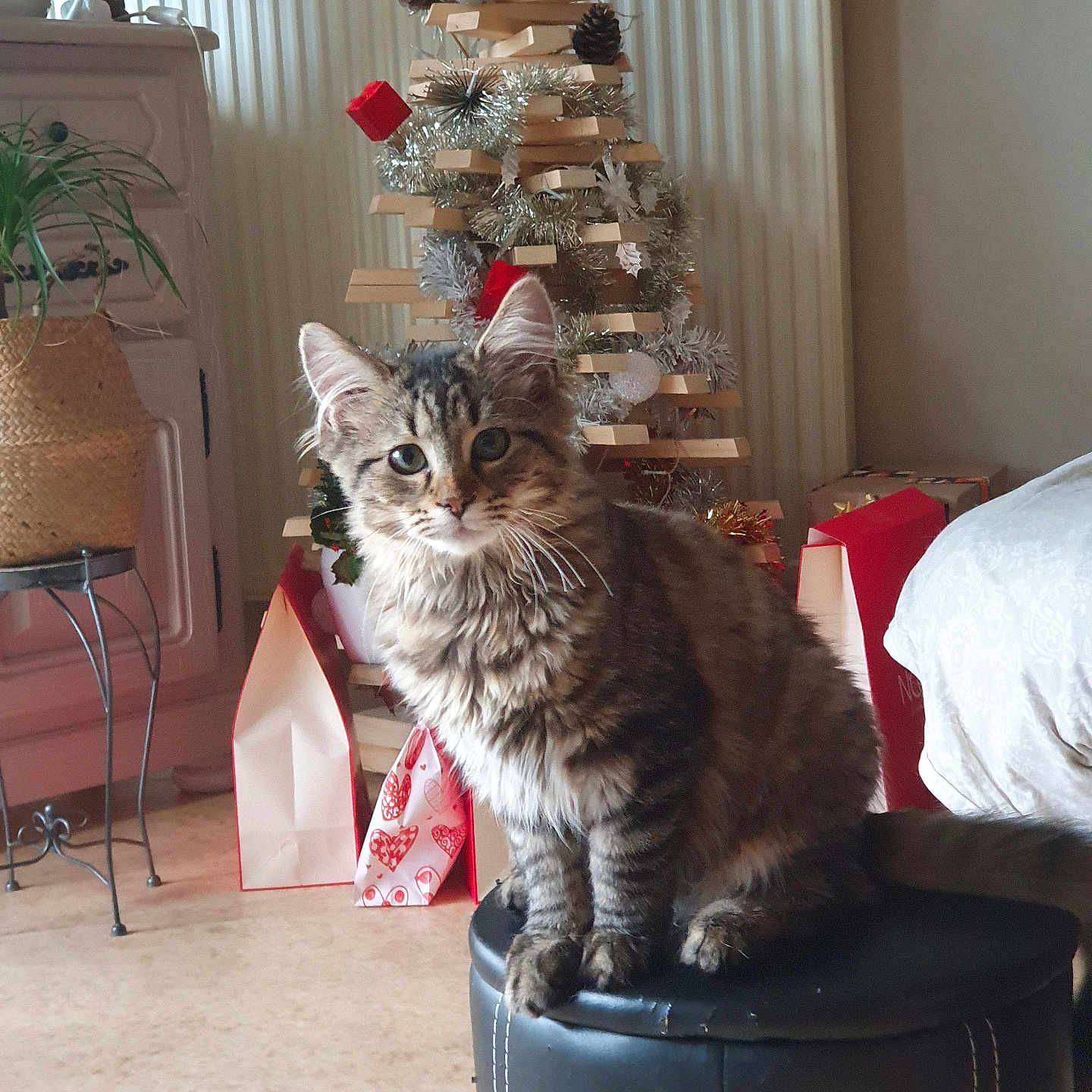 Aïko a rejoint le concours — aidez-le/la à gagner de superbes lots ! basket, cat, christmas_tree, cozy, curious, decor, feline, floor, furniture, gift_bags, holiday_decorations, houseplant, indoor, pet, plant, radiator, sitting, stool, tabby, wooden_tree