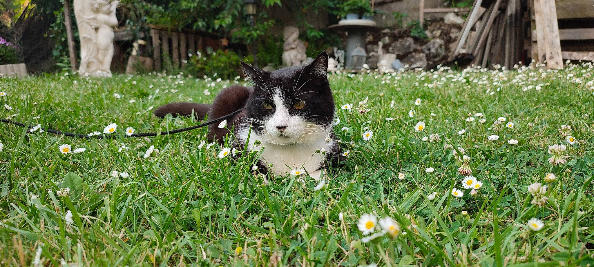 Prince participe au concours pour gagner de l'argent avec cette photo : botany, camomile, carnivore, cat, felidae, flower, flowering_plant, garden, grass, grass_family, groundcover, lawn, meadow, people_in_nature, petal, plant, shrub, small_to_medium_sized_cats, tail, whiskers