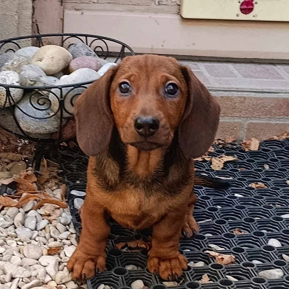Billie participe au concours pour gagner de l'argent avec cette photo : animal, brown, closeup, curious, cute, dachshund, dog, door, ears, face, floor, leaves, mat, outdoor, pebbles, pet, puppy, rock_basket, small, young