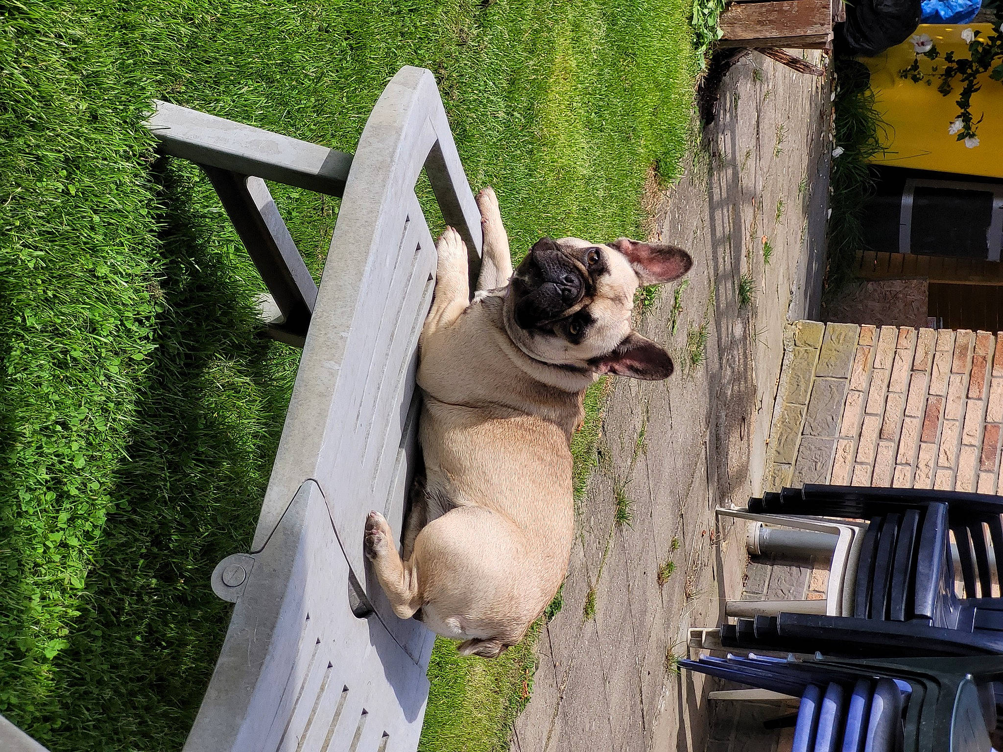 Esmée a rejoint le concours — aidez-le/la à gagner de superbes lots ! building, canidae, carnivore, collar, companion_dog, dog, dog_breed, fawn, grass, green, non_sporting_group, plant, porch, snout, sporting_group, tail, working_animal, working_dog