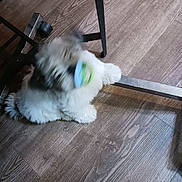 Otis is registered to the contest to win money with this photo: animal, black_fur, blue_collar, collar, dog, floor, fluffy, furniture, green_collar, head_shake, indoors, lying_down, motion_blur, pet, photography, playful, puppy, table, white_fur, wood_floor