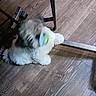 animal, black_fur, blue_collar, collar, dog, floor, fluffy, furniture, green_collar, head_shake, indoors, lying_down, motion_blur, pet, photography, playful, puppy, table, white_fur, wood_floor