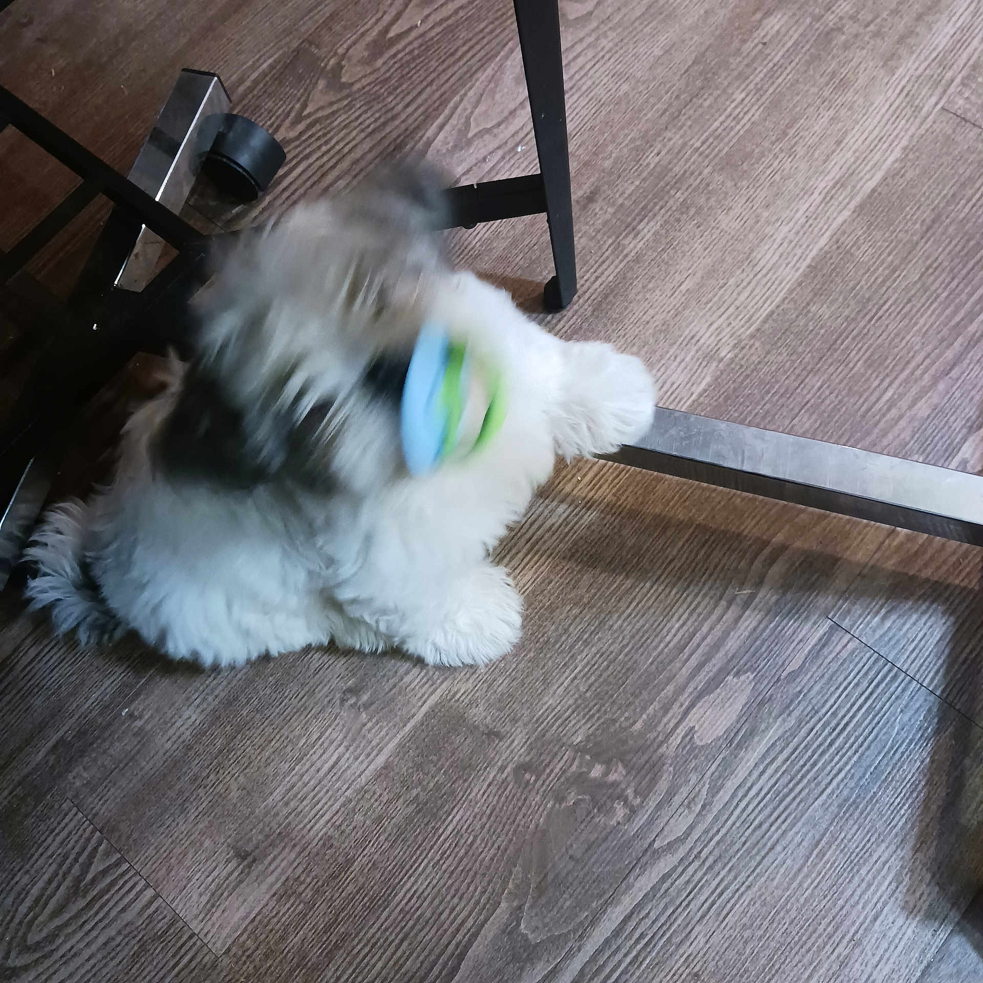 Otis