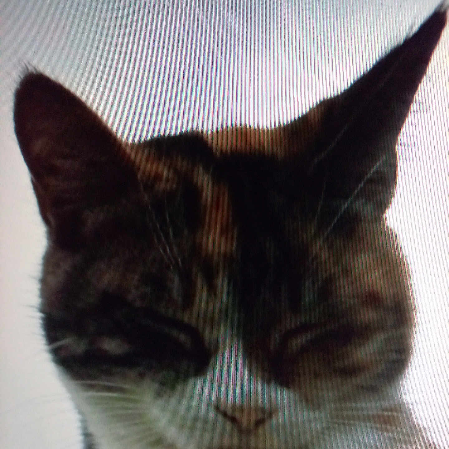 Lili participe au concours pour gagner de l'argent avec cette photo : animal, cat, close_up, closeup, cute, domestic, ears, face, feline, fur, indoor, muzzle, peaceful, pet, portrait, relaxed, sleeping, tabby, whiskers, white_background