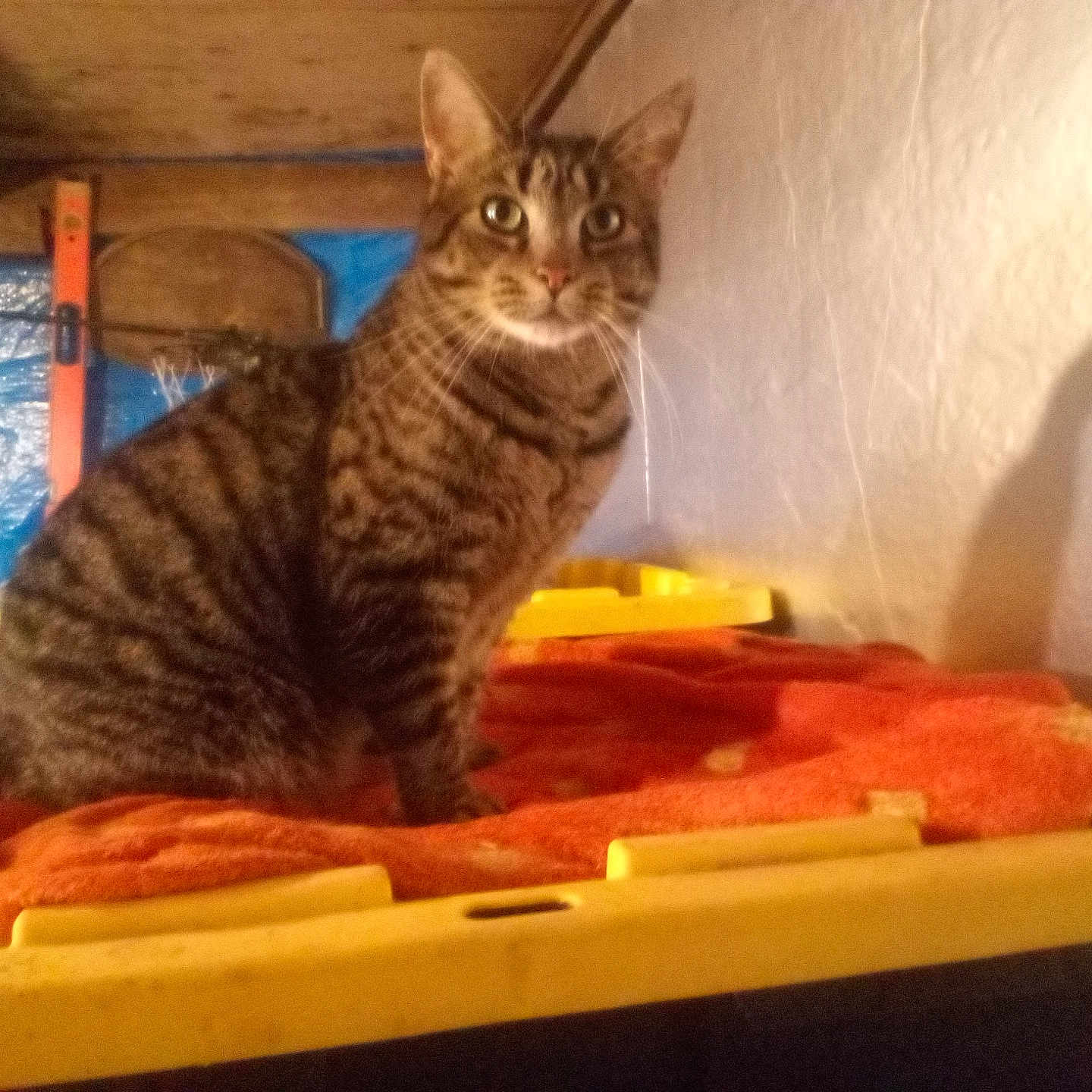 Gizmo joined the competition — help win amazing prizes! cat, tabby, orange_blanket, yellow_surface, indoor, pet, feline, curious, sitting, wooden_beams, blue_tarp, tools, shadow, wall, domestic_animal, striped, whiskers, ears, eyes, cozy