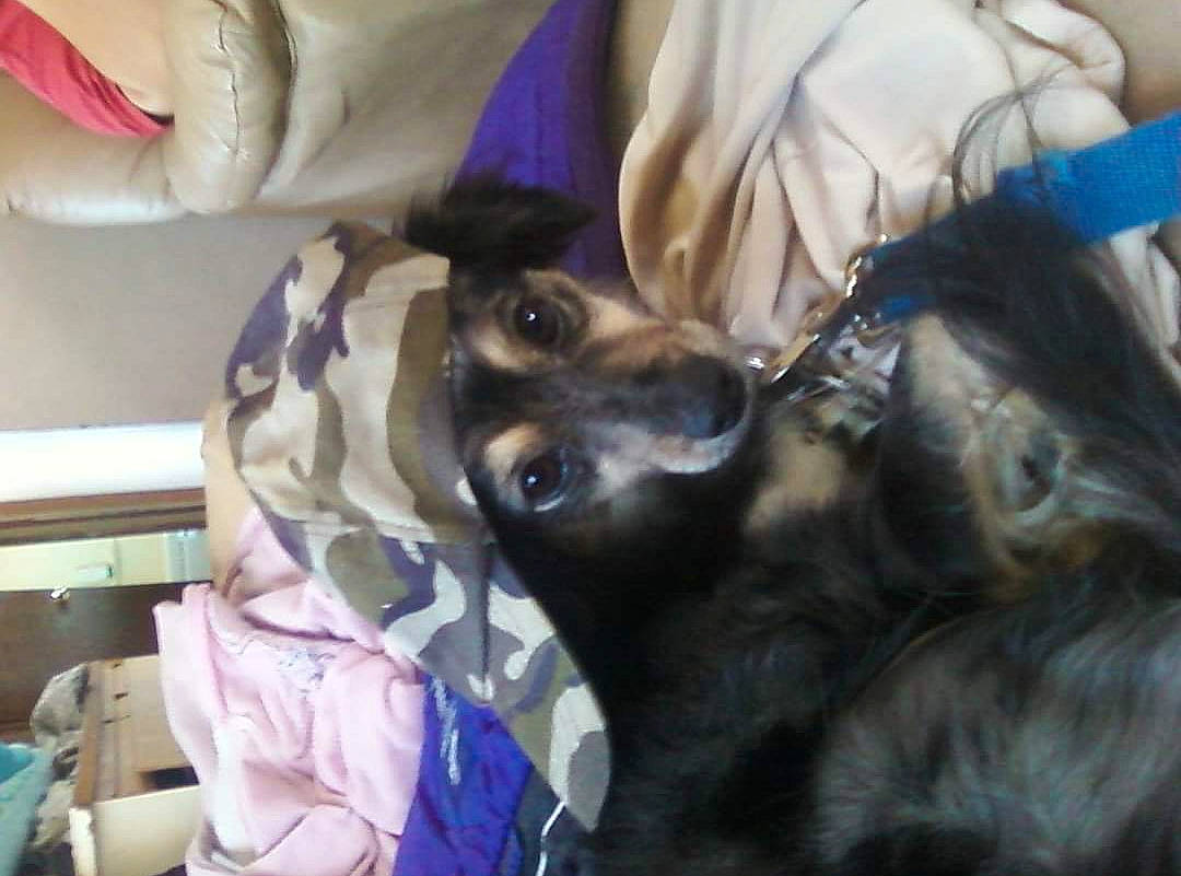 Avalanche is registered to the contest to win money with this photo: canidae, carnivore, comfort, companion_dog, dog, dog_breed, fawn, felidae, fur, guard_dog, linens, nap, purple, sleep, small_to_medium_sized_cats, snout, sporting_group, toy_dog, whiskers, working_animal