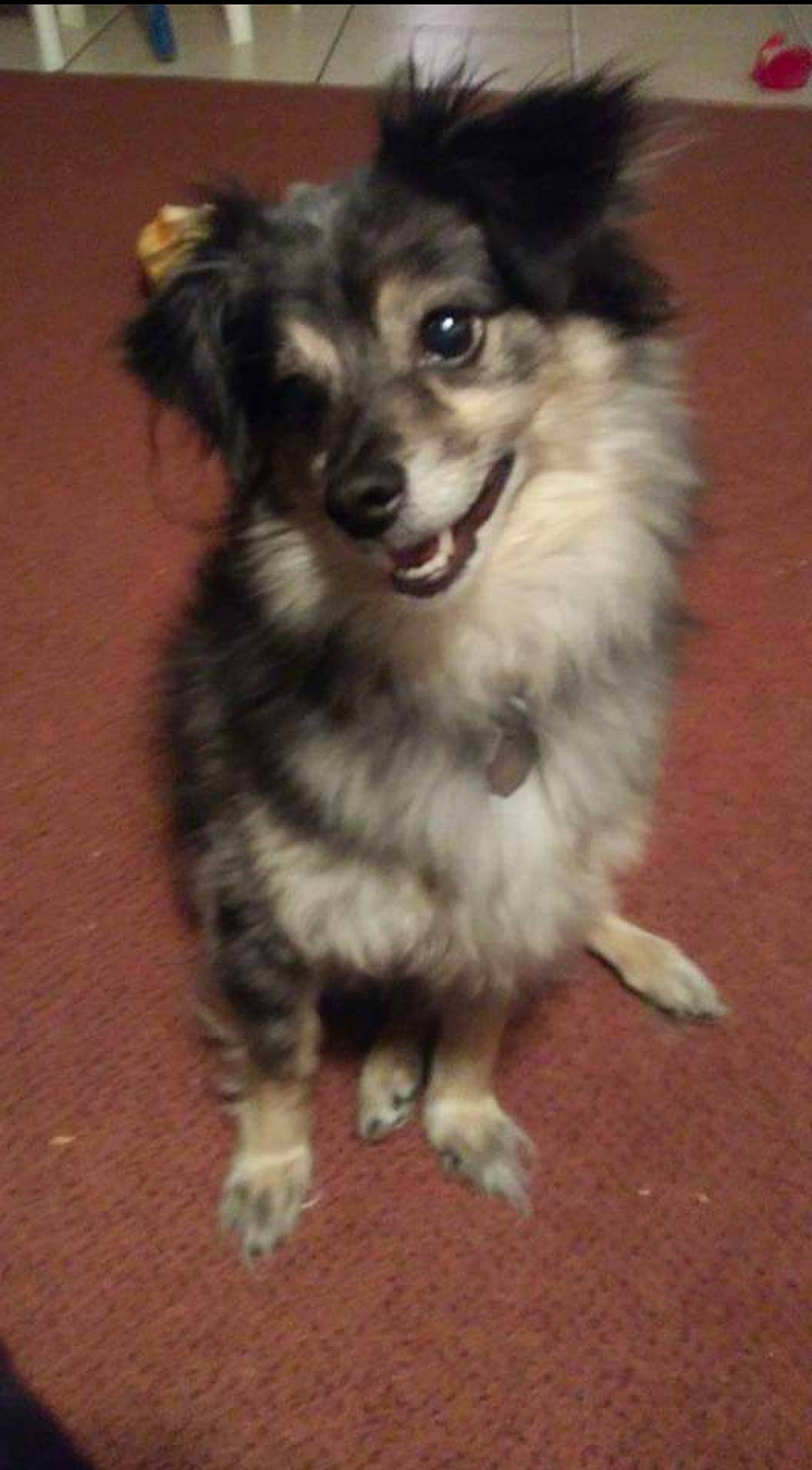 Avalanche joined the competition — help win amazing prizes! ancient_dog_breeds, balance, canidae, carnivore, companion_dog, dog, dog_breed, fur, herding_dog, non_sporting_group, puppy, snout, sporting_group, terrestrial_animal, toy_dog, whiskers, working_animal, working_dog