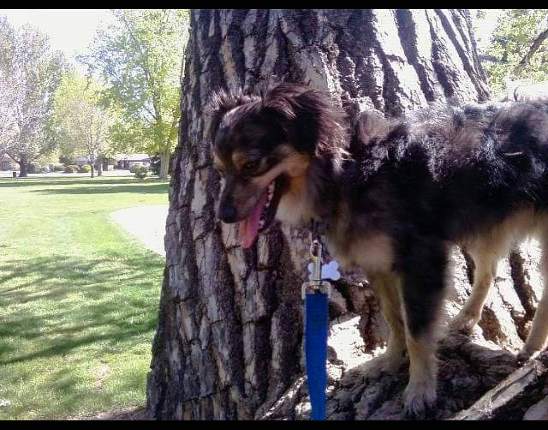 Avalanche is registered to the contest to win money with this photo: ancient_dog_breeds, art, canis, carnivore, companion_dog, dog, dog_breed, fawn, forest, fur, giant_dog_breed, herding_dog, plant, sporting_group, tail, tree, trunk, wildlife, working_animal, working_dog