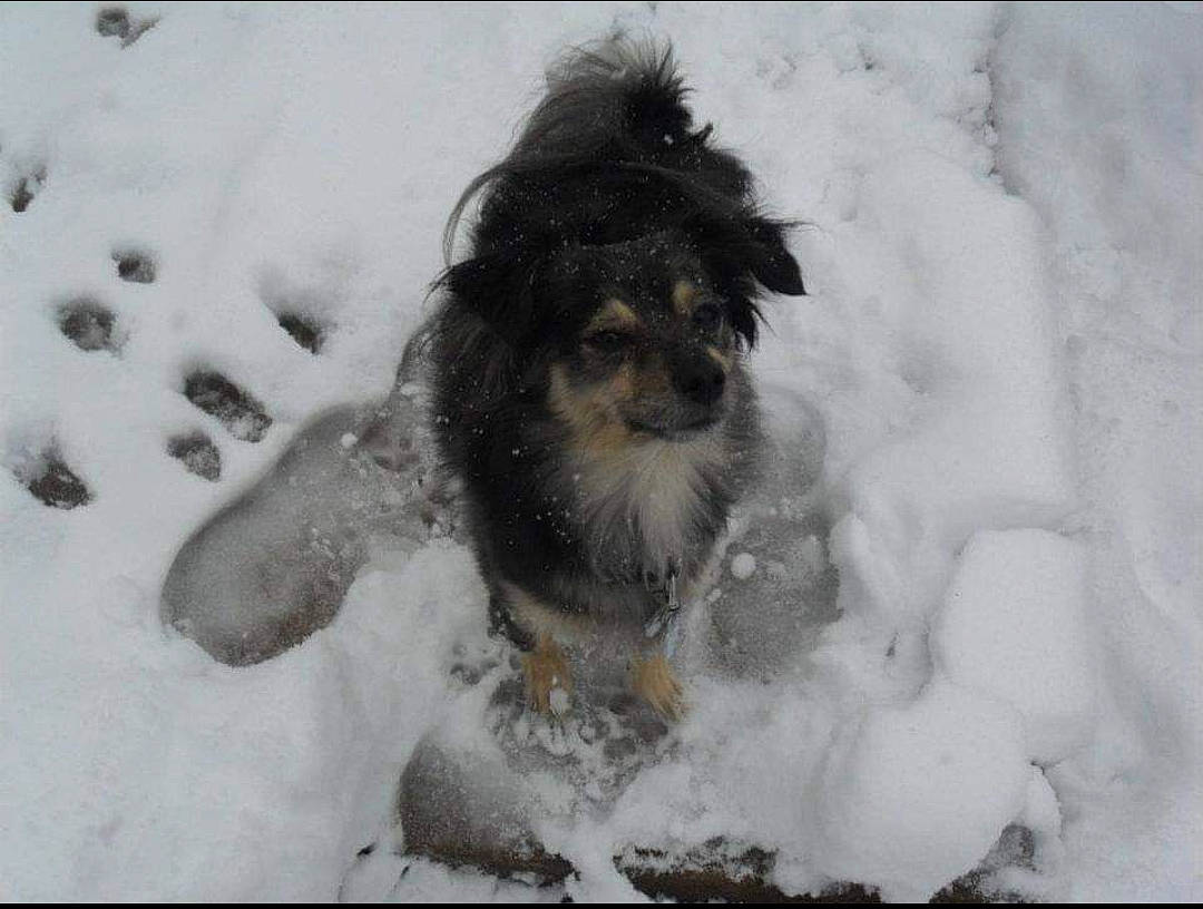 Avalanche joined the competition — help win amazing prizes! bathing, carnivore, companion_dog, dog, dog_breed, freezing, fur, paw, playing_in_the_snow, precipitation, puppy, snow, sporting_group, tail, terrier, toy_dog, whiskers, window, winter, working_dog