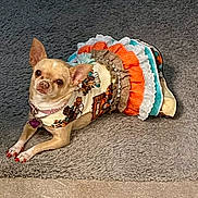 Gucci is registered to the contest to win money with this photo: dog, chihuahua, pet, carpet, dress, ruffles, orange, turquoise, lace, collar, gucci, nail_polish, cute, small_dog, indoor, resting, animal, fashion, accessory, portrait
