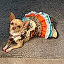 dog, chihuahua, pet, carpet, dress, ruffles, orange, turquoise, lace, collar, gucci, nail_polish, cute, small_dog, indoor, resting, animal, fashion, accessory, portrait