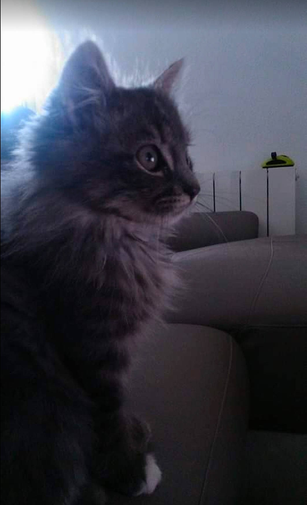 Ptite Boule participe au concours pour gagner de l'argent avec cette photo : british_longhair, carnivore, cat, comfort, darkness, electric_blue, felidae, fur, grey, illustration, monochrome_photography, paw, persian, shadow, sky, small_to_medium_sized_cats, tail, terrestrial_animal, whiskers, window