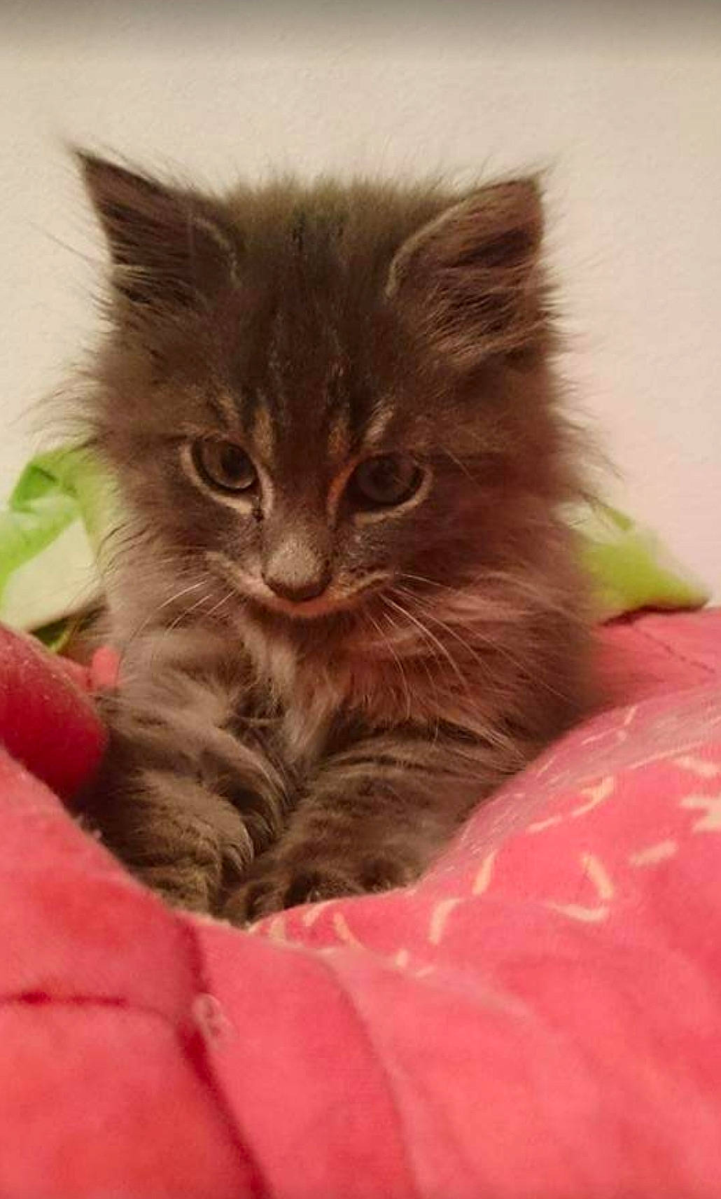 Ptite Boule a rejoint le concours — aidez-le/la à gagner de superbes lots ! british_longhair, carnivore, cat, claw, comfort, domestic_short_haired_cat, fawn, felidae, fur, maine_coon, paw, siberian, small_to_medium_sized_cats, snout, tail, terrestrial_animal, whiskers