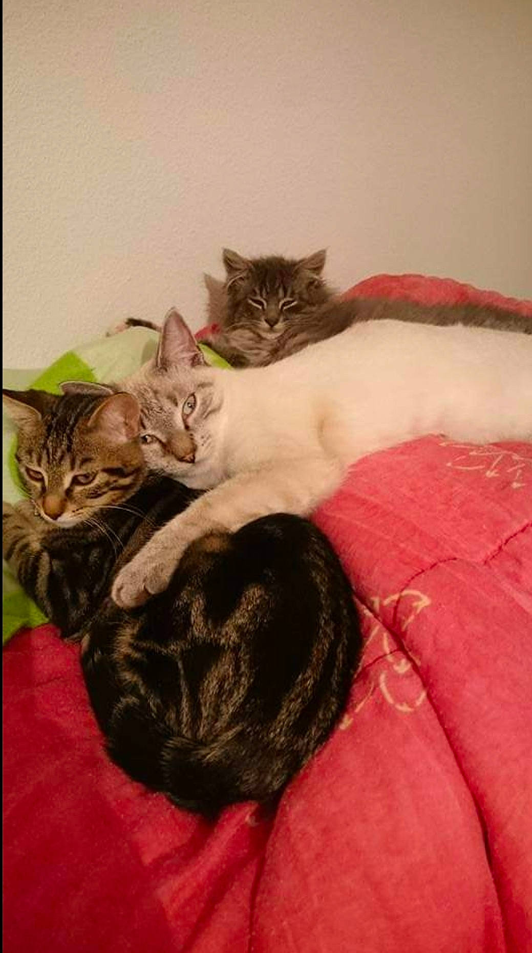 Ptite Boule participe au concours pour gagner de l'argent avec cette photo : art, bed, carnivore, cat, claw, comfort, domestic_short_haired_cat, fawn, felidae, fur, gesture, linens, nap, painting, paw, small_to_medium_sized_cats, tail, whiskers