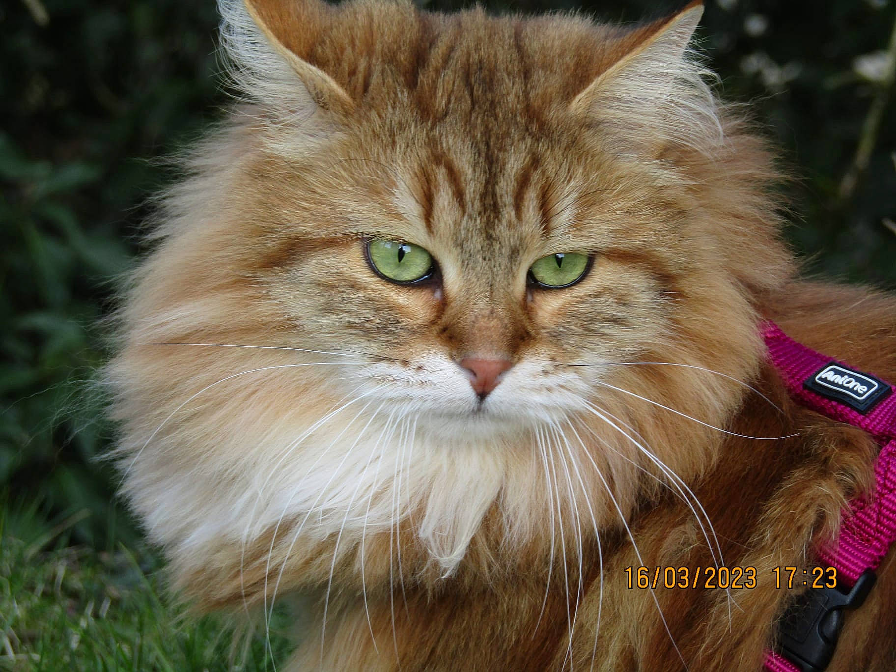 Poupon participe au concours pour gagner de l'argent avec cette photo : british_longhair, carnivore, cat, fawn, felidae, fur, grass, maine_coon, small_to_medium_sized_cats, snout, tail, terrestrial_animal, whiskers, wildlife