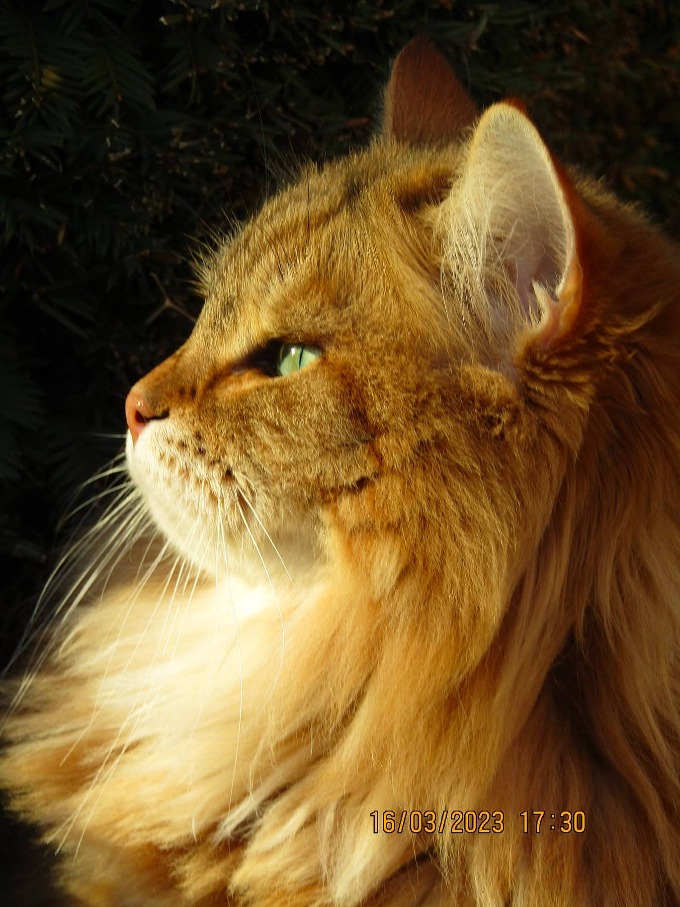 Poupon a rejoint le concours — aidez-le/la à gagner de superbes lots ! big_cats, carnivore, cat, domestic_short_haired_cat, eye, fang, fawn, felidae, fur, grass, lion, maine_coon, masai_lion, small_to_medium_sized_cats, snout, terrestrial_animal, whiskers, wildlife