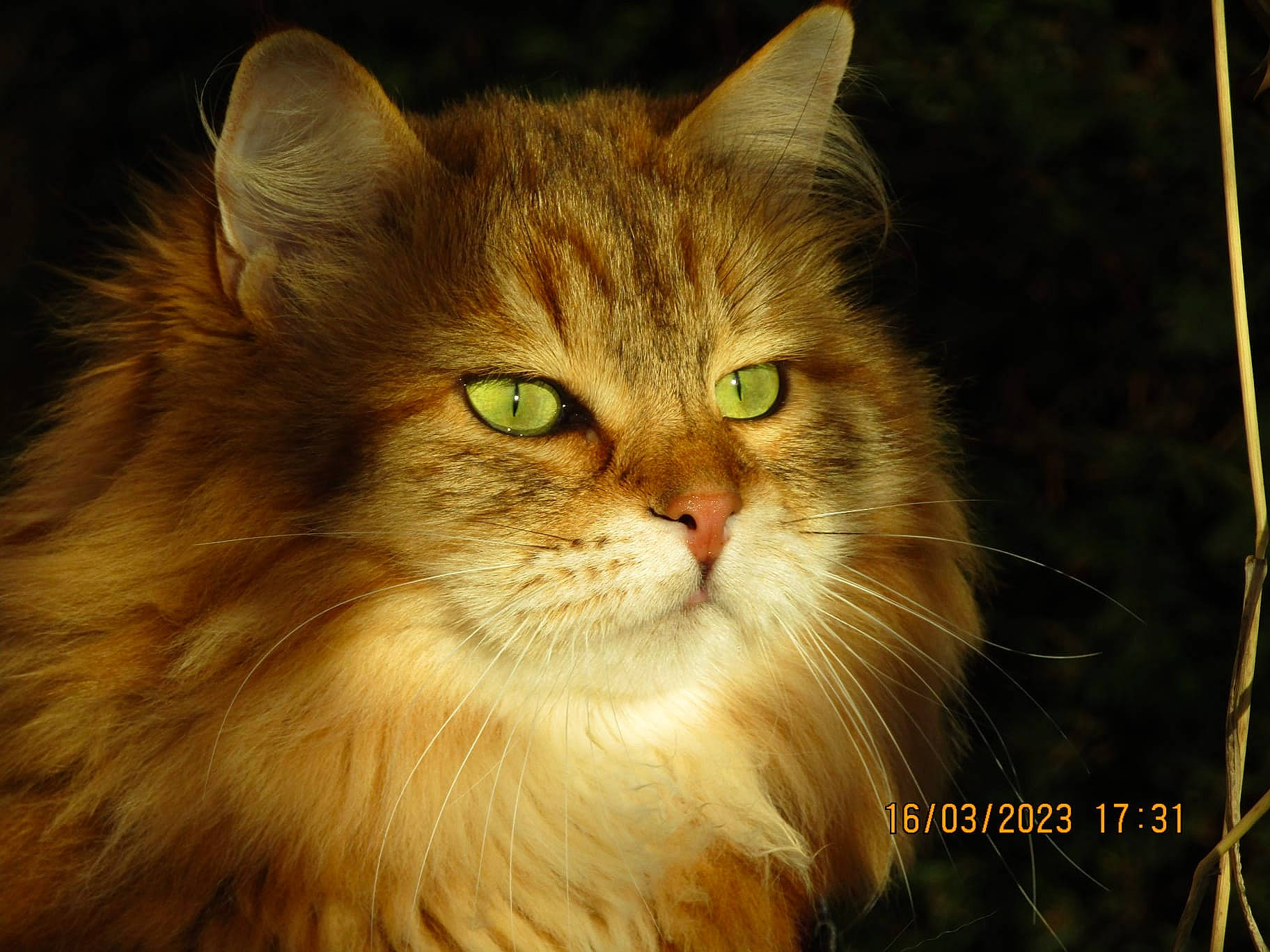 Poupon a rejoint le concours — aidez-le/la à gagner de superbes lots ! carnivore, cat, felidae, fur, grass, photo_caption, small_to_medium_sized_cats, snout, terrestrial_animal, whiskers, wood