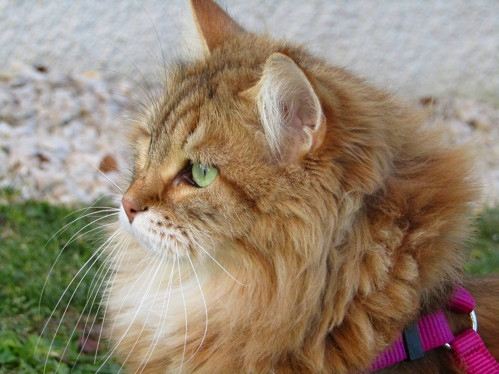 Poupon participe au concours pour gagner de l'argent avec cette photo : carnivore, cat, domestic_short_haired_cat, eye, fawn, felidae, fur, grass, hair, small_to_medium_sized_cats, snout, tail, terrestrial_animal, tree, whiskers, wildlife