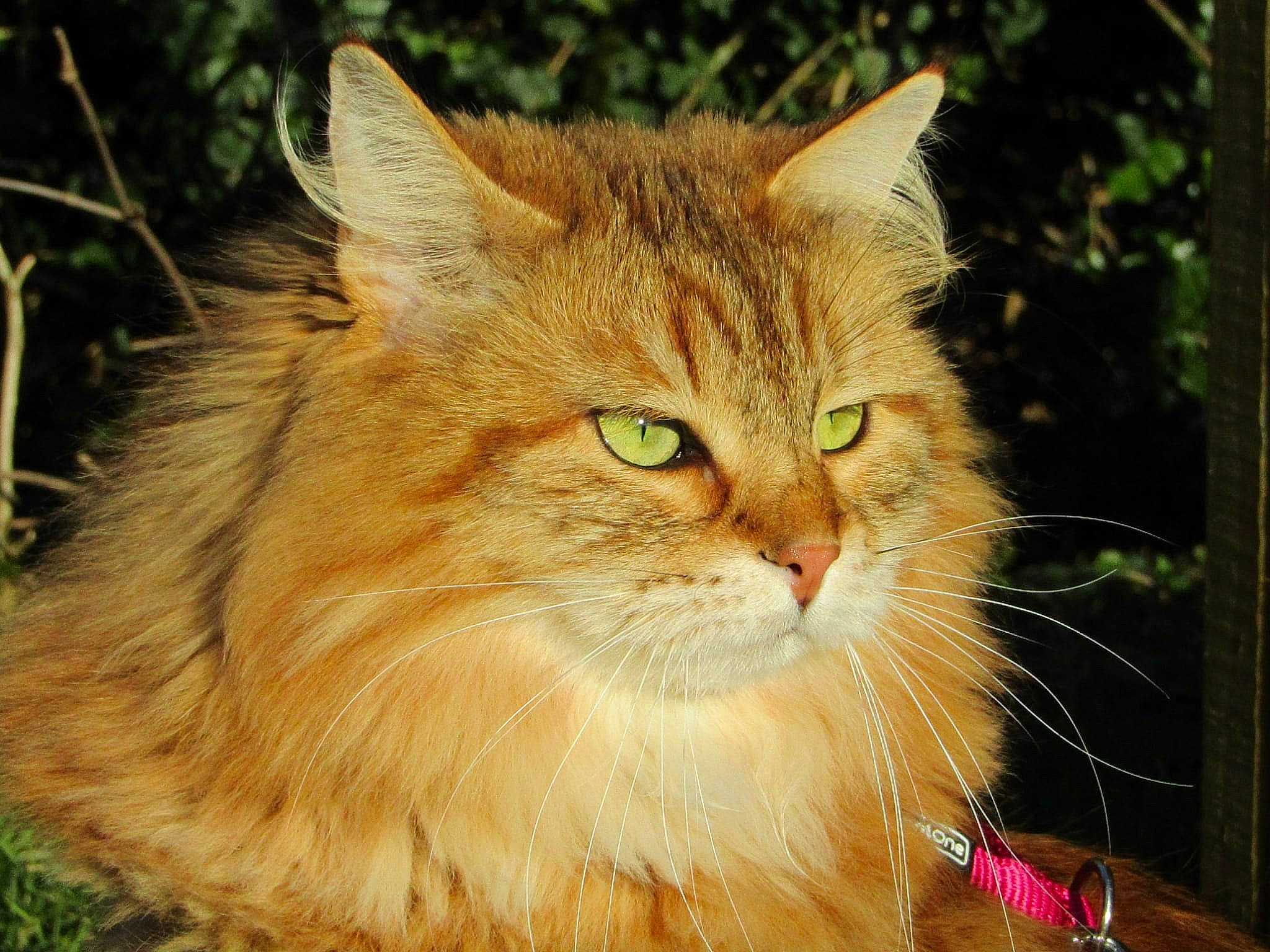 Poupon a rejoint le concours — aidez-le/la à gagner de superbes lots ! carnivore, cat, domestic_short_haired_cat, eye, fawn, felidae, fur, grass, plant, small_to_medium_sized_cats, snout, terrestrial_animal, tree, whiskers, wood