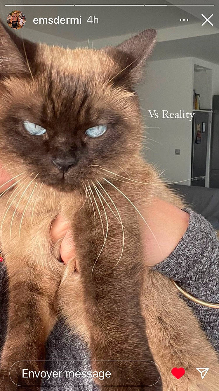 Java participe au concours pour gagner de l'argent avec cette photo : balinese, birman, carnivore, cat, domestic_short_haired_cat, ear, fawn, felidae, fur, ragdoll, siamese, small_to_medium_sized_cats, snout, terrestrial_animal, thai, tonkinese, whiskers