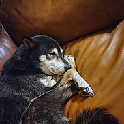 Sakura is registered to the contest to win money with this photo: dog, sleeping, couch, leather, brown, cozy, pet, fur, indoor, relaxed, resting, animal, canine, paw, tail, snout, ears, comfort, home, face