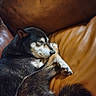 dog, sleeping, couch, leather, brown, cozy, pet, fur, indoor, relaxed, resting, animal, canine, paw, tail, snout, ears, comfort, home, face