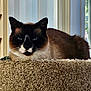 cat, siamese_cat, pet, indoor, carpeted_perch, feline, animal, window, vertical_blinds, sunlight, relaxed, blue_eyes, fur, whiskers, portrait, closeup, resting, domestic_cat, cozy, home