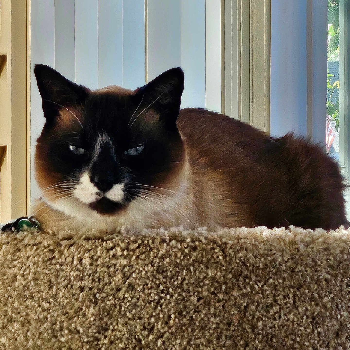 Ming Toi joined the competition — help win amazing prizes! animal, blue_eyes, carpeted_perch, cat, closeup, cozy, domestic_cat, feline, fur, home, indoor, pet, portrait, relaxed, resting, siamese_cat, sunlight, vertical_blinds, whiskers, window