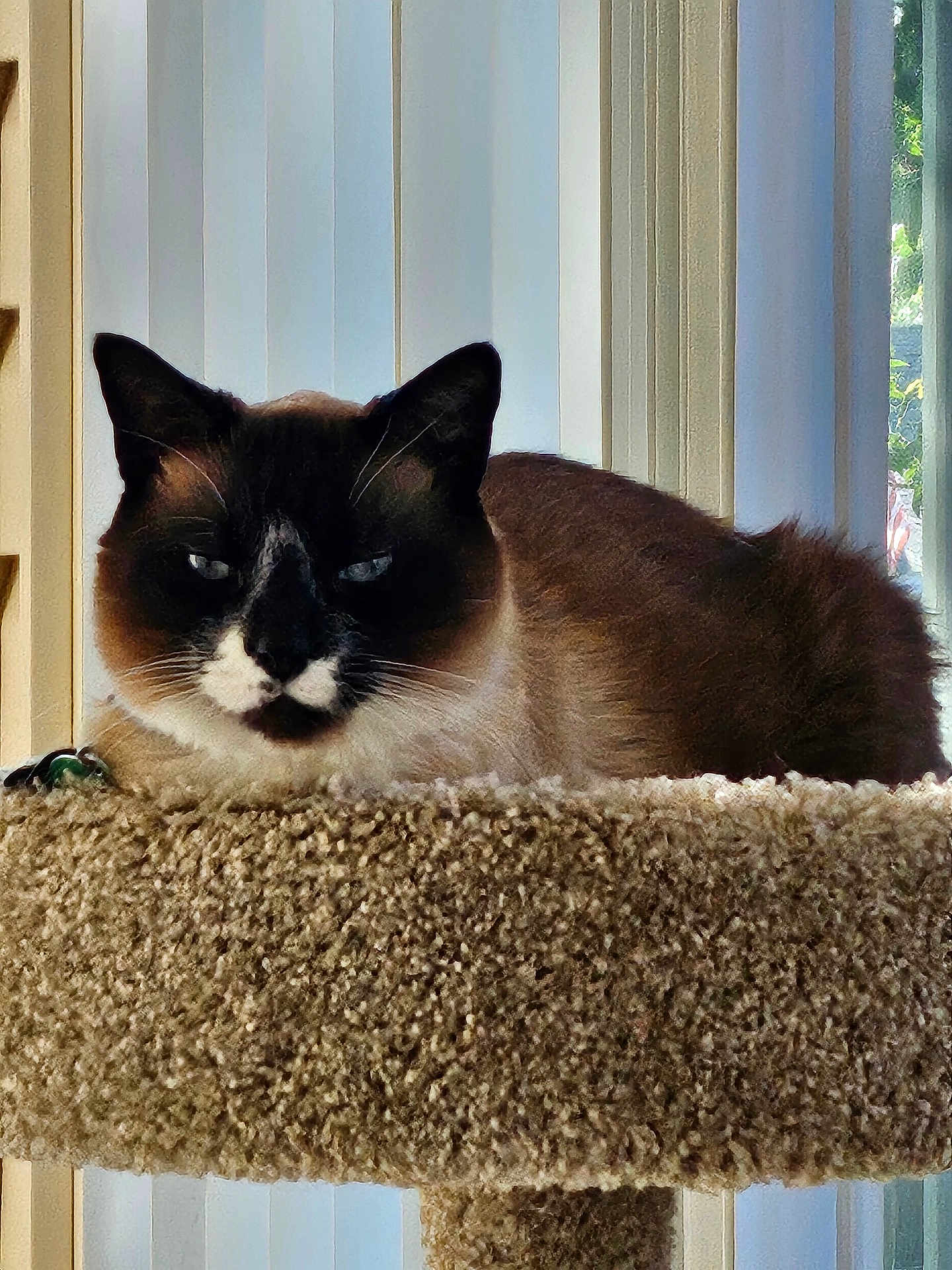 Ming Toi joined the competition — help win amazing prizes! cat, siamese_cat, pet, indoor, carpeted_perch, feline, animal, window, vertical_blinds, sunlight, relaxed, blue_eyes, fur, whiskers, portrait, closeup, resting, domestic_cat, cozy, home