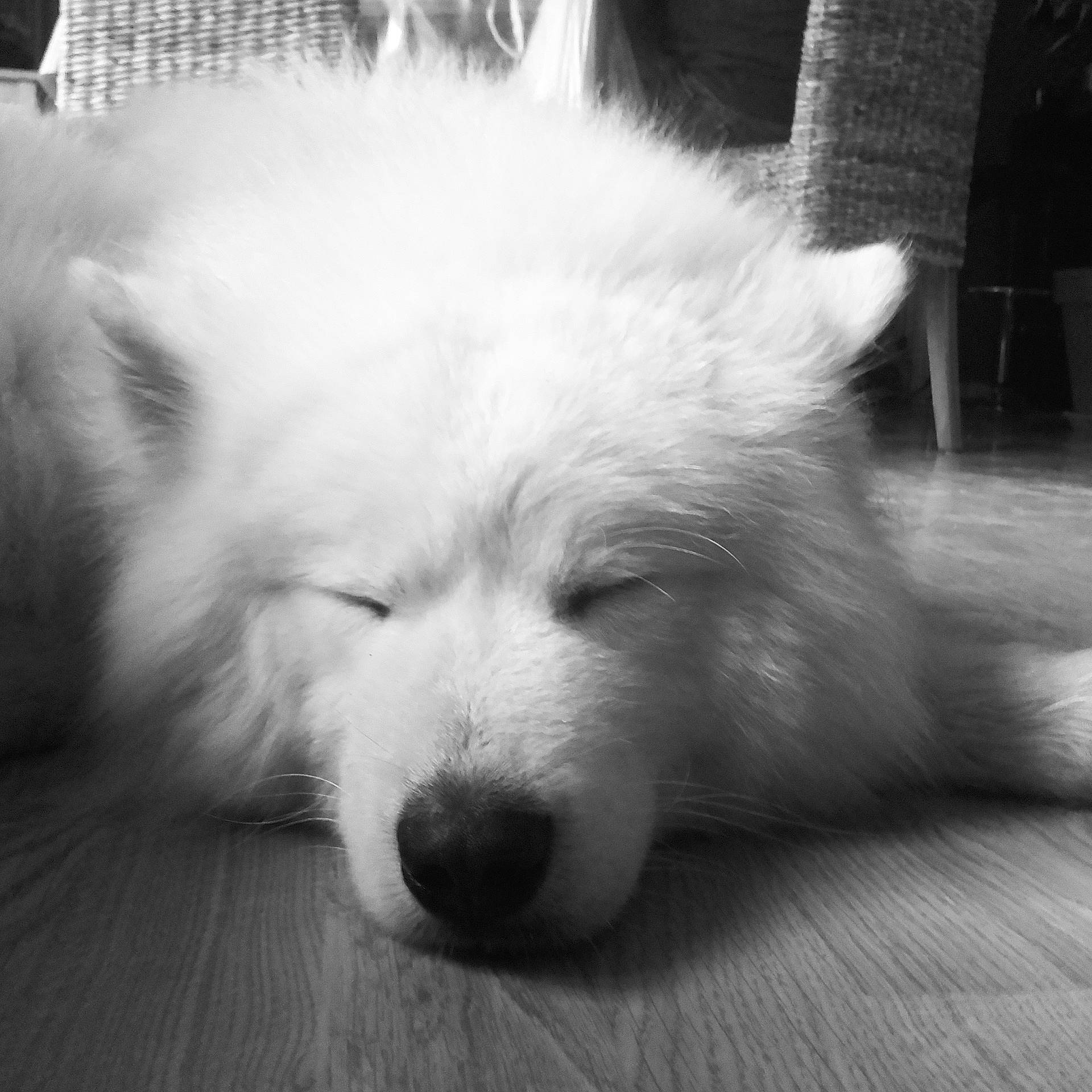 Kinou participe au concours pour gagner de l'argent avec cette photo : american_eskimo_dog, berger_blanc_suisse, black_and_white, canadian_eskimo_dog, canidae, carnivore, companion_dog, dog, dog_breed, indian_spitz, japanese_spitz, kintamani, mammal, nose, rare_breed_dog, samoyed, spitz, vertebrate, volpino_italiano, white