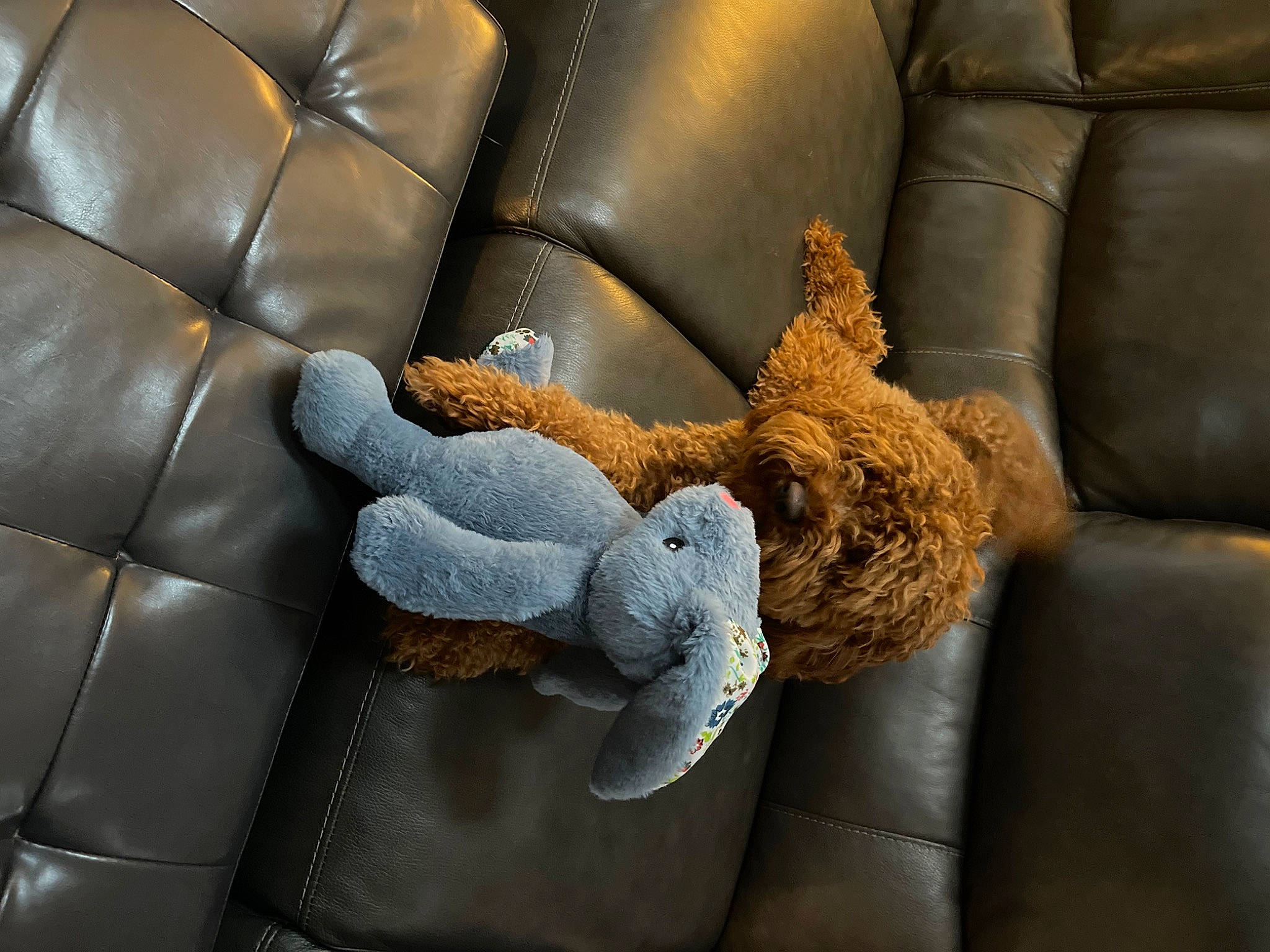 Latte is registered to the contest to win money with this photo: armrest, auto_part, automotive_design, car_seat, car_seat_cover, comfort, couch, electric_blue, fur, linens, luxury_vehicle, metal, motor_vehicle, personal_luxury_car, room, stuffed_toy, textile, toy, vehicle, wood